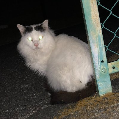 fyitofyito's profile picture. 制作 フリーランス「しまじろう」「言の葉の庭」「君の名は。」「未来のミライ」「竜とそばかすの姫」「プラントピア」(PV)「屋根裏のラジャー」「葬送のフリーレン」「ウィッチウォッチ」(OP)