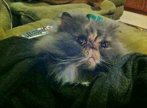 I am Shelby's glam-o kitty.  She hit me in the head by accident with a skip n jump ball 9 years ago. I've never been the same. I'm slow, but I'm adorable.