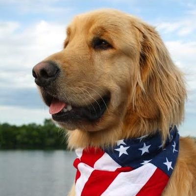 Dogs are humanity's best friend, and no dog is better known for their loyalty than the #goldenretriever.