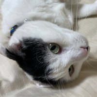 ぎにゃー (@ginyard_jp) 's Twitter Profile