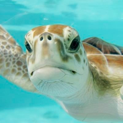 Turtle Facts Profile