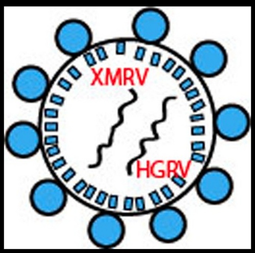 XANDXMRV's profile picture. 