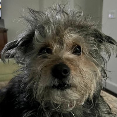 Mitchrossetti's profile picture. alive