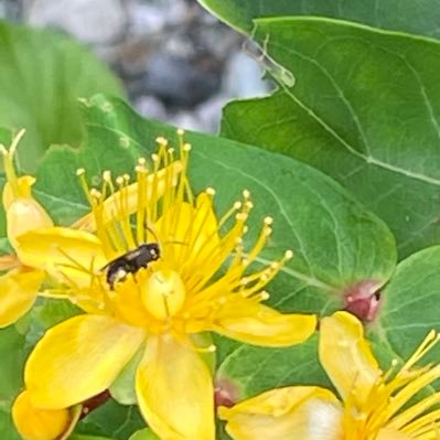 KhanFar89255460's profile picture. 