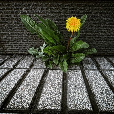 wabie_'s profile picture. 