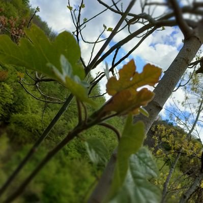 yolandajana's profile picture. 