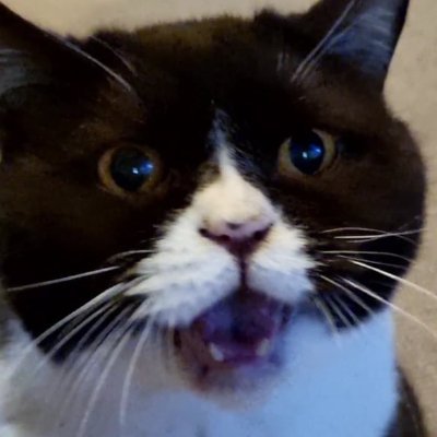 Cat Parent, Gamer, Dice Goblin, Avid Reader, Frustrated Writer, Symphonic Metalhead, TTRPG addict. Here for friends and people to game with.