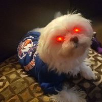 Mike M 🏒🇺🇲 (@mikeobs029) 's Twitter Profile