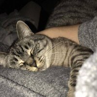 flamingolopez56v (@flamingolopez51) 's Twitter Profile