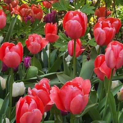 chou_suzanne's profile picture. Bipolar II. Interested in sound research/ers and anecdotal evidence related to mood disorders, especially bipolar. Opinions=own.