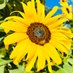 Flower of the Day (@flowerofthe_day) Twitter profile photo Flower of the Day (@flowerofthe_day) Twitter profile photo