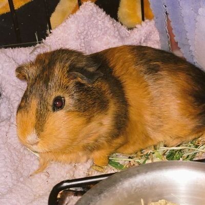 I'm Vinny Pig hear me WHEEK!! This is the 2nd attempt at an account, the last one was locked by Twitter. Hopefully I can find some of our frands on the 1st page