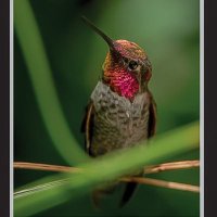 ☞ Hummingbirds of North America 📷(@Hummingbirdsteb) 's Twitter Profileg