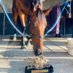 Wangaratta Turf Club (@wangarattatc) Twitter profile photo
