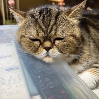kumiko2619's profile picture. 