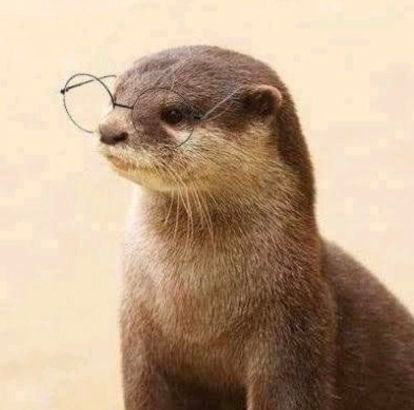 i_otter Profile Picture