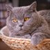 Cat NFT Hunter by AB EW (@alex777bnft) Twitter profile photo Cat NFT Hunter by AB EW (@alex777bnft) Twitter profile photo