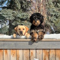 Shantanu Banerji 🇨🇦🇿🇲🇮🇳 (@s_banerji) Twitter profile photo
