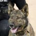 TPD K9 Tango (@tpdk9tango) Twitter profile photo TPD K9 Tango (@tpdk9tango) Twitter profile photo