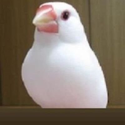 Happy7033's profile picture. イギリス🇬🇧&BBC&フランス🇫🇷ドラマ｢アストリッドとラファエル｣大好き！仏検3級合格(’24)

白文鳥の柚子(男の子・10歳半)と暮らしていました。(2022年11月に🌈へ)
2023年5月桜文鳥の蓬(男の子)をお迎えしました💕