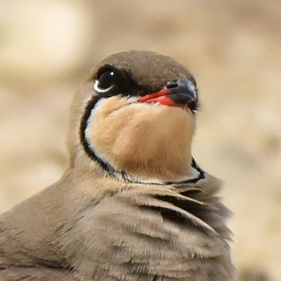 BirdsofBahrain Profile Picture