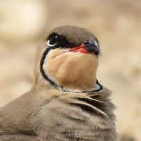 Howard King(@BirdsofBahrain) 's Twitter Profile Photo