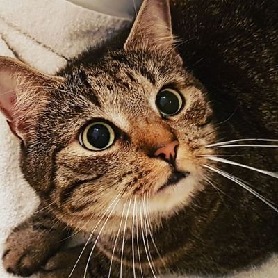 LoonySkytouch's profile picture. Pflegehelferin, Katzen-Mama und Chaos im Kopf. Darf ich vorstellen? Thats me. ^^