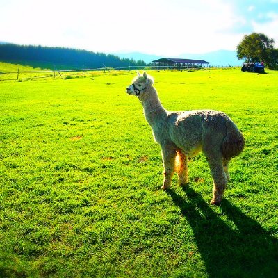 Tier108operator's profile picture. 羊