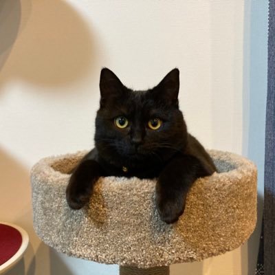 キングダム乱 英傑の民の盟主やってます!
ワルチャ650,個チャ,DMお気軽にどーぞ♪
盟員様随時募集!!