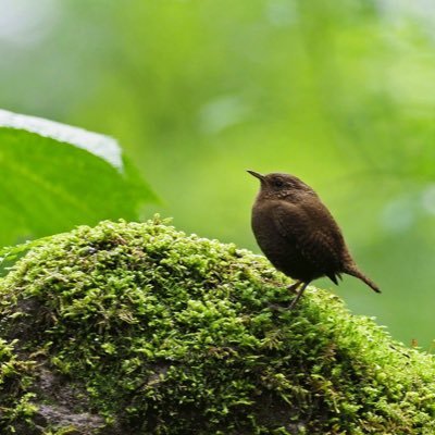 Candy7Cupcake6's profile picture. 20↑(成人済みです) 最近は主に、ちいかわ関連の交換をさせて頂いております。 推しはハチワレになります。うさぎは2推しですが、とても好きなので探したりしております。🥷🥚は伊作くんと雑渡さん推し、久々知くん2推しです。お取り引きの際は最後ま責任を持ってさせて頂きます。