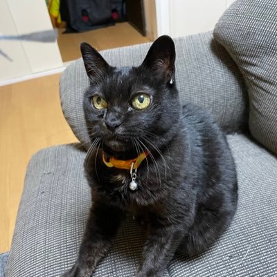 kurochan_live's profile picture. 愛猫の介護の際、多くの方から励ましをいただきました。愛猫亡き後の先住猫や自身のつぶやきを綴ります 。 「2022年4月25日、亡母が保護したクロが肝臓癌で余命1か月の宣告を受けました。ノラで苦労したであろうこの子をその日まで充分愛してあげたいです。」
