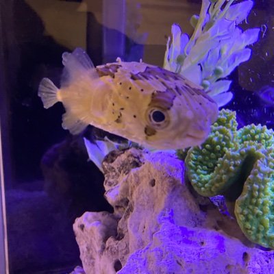 VcOtBnAeZwVJAx6's profile picture. うそついたら針千本のーます！