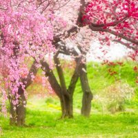 🌸🌼花ヒーリング🌸🌼遠隔リーリング🌸🌼氣を込めてあなたを癒します🌸🌼 (@kaiun_healing) 's Twitter Profile