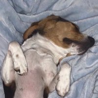 Smearing Feces (@splodging) 's Twitter Profile
