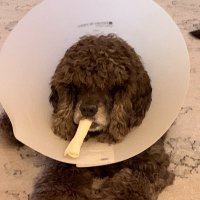 Floofy Mom🐱🐶(@GreysenThomas) 's Twitter Profile Photo Floofy Mom🐱🐶(@GreysenThomas) 's Twitter Profile Photo
