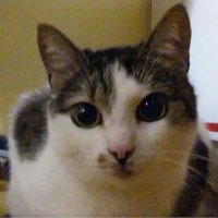 Smaragd (@smaragd1121) 's Twitter Profile