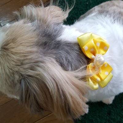 pokitaro4's profile picture. 