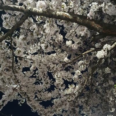 at2vGLPUxZ7uRAB's profile picture. 