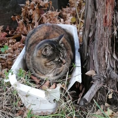 rainchaser31402's profile picture. 29歳の生き物です。