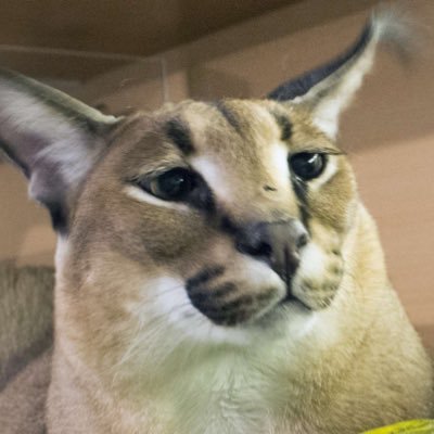 Kindieee5's profile picture. peak master OTP Aurora