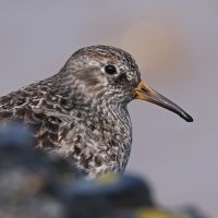 Jason Williams (@clevedonbirder) 's Twitter Profile Photo Jason Williams (@clevedonbirder) 's Twitter Profile Photo