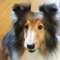 シェルワンコ (@cher_wanko) 's Twitter Profile Photo
