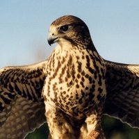 HaveBlue77 (@haveblue77) 's Twitter Profile