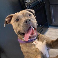 molly jean ( goodest gorl 🍉) (@mollythepitty) 's Twitter Profile Photo molly jean ( goodest gorl 🍉) (@mollythepitty) 's Twitter Profile Photo