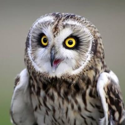 L0YUSboCC6qXsDm's profile picture. 