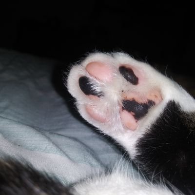 Bextertruckie's profile picture. Earthling