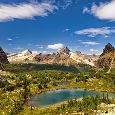 Treeo_of_one's profile picture. 