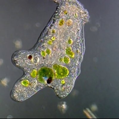 Transitioned from an Amoeba to an Amoeba. Fk your cis label I'm a Far Right Hooligan. A member of the large Amoeba Society. It/That Genetically/Modified.