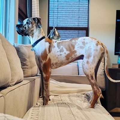 The misadventures of Duncan the Dane! This is my new account! Follow for great dog content, memes, and videos!