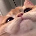 PatonKane008 (@tim_thunderv) 's Twitter Profile